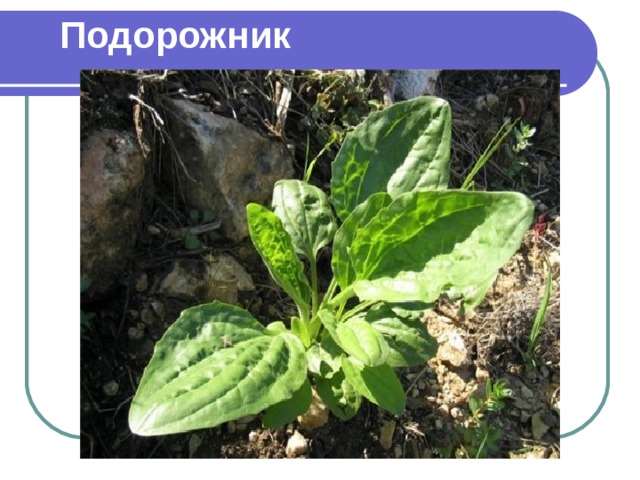 Подорожник 