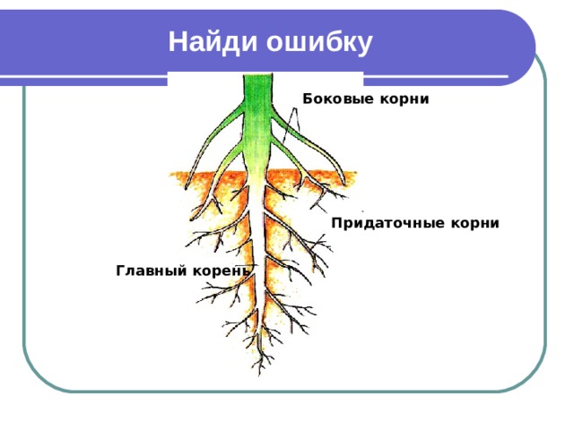 Найди ошибку Боковые корни Придаточные корни Главный корень 