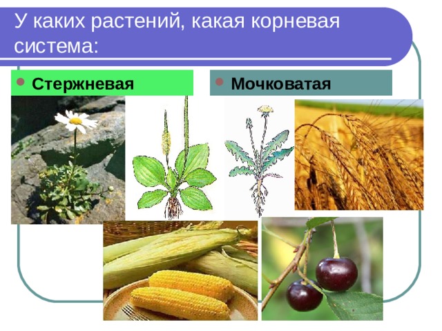 У каких растений, какая корневая система: Стержневая Мочковатая 