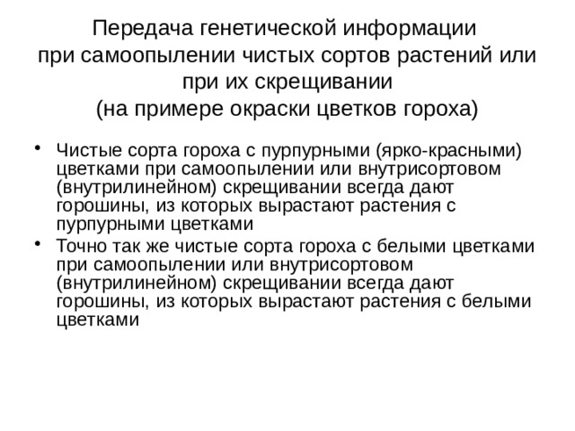 Передача генетической информации  при самоопылении чистых сортов растений или при их скрещивании  (на примере окраски цветков гороха) Чистые сорта гороха с пурпурными (ярко-красными) цветками при самоопылении или внутрисортовом (внутрилинейном) скрещивании всегда дают горошины, из которых вырастают растения с пурпурными цветками Точно так же чистые сорта гороха с белыми цветками при самоопылении или внутрисортовом (внутрилинейном) скрещивании всегда дают горошины, из которых вырастают растения с белыми цветками 
