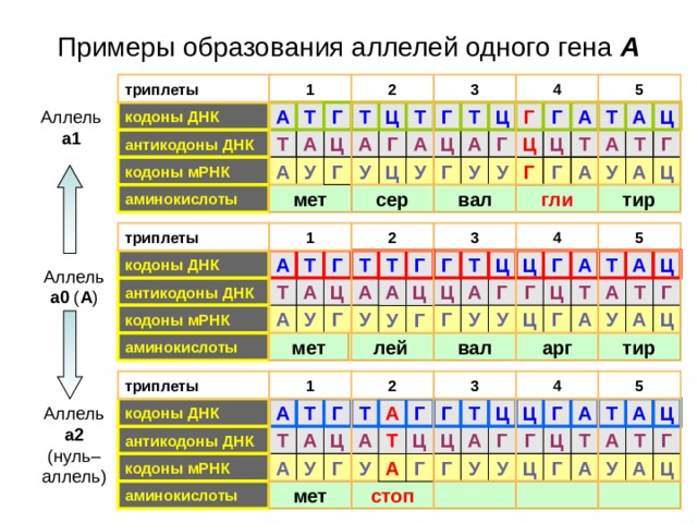 Примеры образования аллелей одного гена А 5 3 1 4 2 триплеты Т Ц Ц Т Г А Г Т Ц А кодоны ДНК Т Т Г А Аллель а1 Г А Г А Ц Ц антикодоны ДНК А Т Т Г Г Ц А Т А Ц Г Ц У Г Ц А У У Г У кодоны мРНК А У У А Г гли тир сер вал аминокислоты мет 4 5 триплеты 2 1 3 А Г Т кодоны ДНК А Т Т Ц А Г Т Ц Ц Г Т Г Аллель а0 ( А ) Ц Ц Г Г Г А А антикодоны ДНК Т Т А Ц А Т Ц А У У А У У Г Ц Ц Г А У кодоны мРНК Г А У Г лей мет тир арг вал аминокислоты 3 5 2 4 триплеты 1 кодоны ДНК Т Г Т Т Ц Ц Г Г А Т А А Ц А Аллель а2 Г (нуль–аллель) А антикодоны ДНК А Г Ц Г Ц Т Т Г Ц А А Т Т Ц Г Г А А Г Ц Ц У У У У А кодоны мРНК У Г А стоп мет аминокислоты 