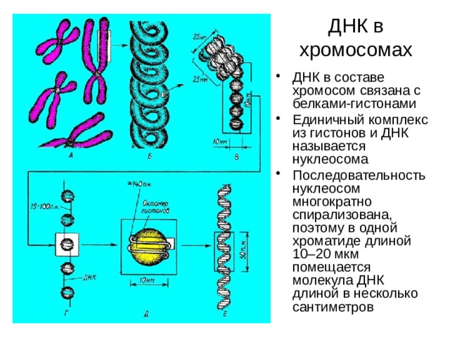 ДНК в хромосомах ДНК в составе хромосом связана с белками-гистонами Единичный комплекс из гистонов и ДНК называется нуклеосома Последовательность нуклеосом многократно спирализована, поэтому в одной хроматиде длиной 10–20 мкм помещается молекула ДНК длиной в несколько сантиметров 