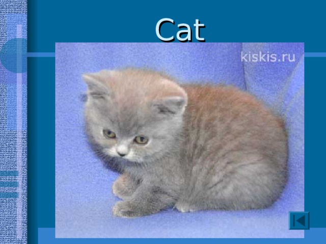 Cat