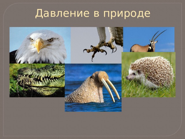 Давление в природе 