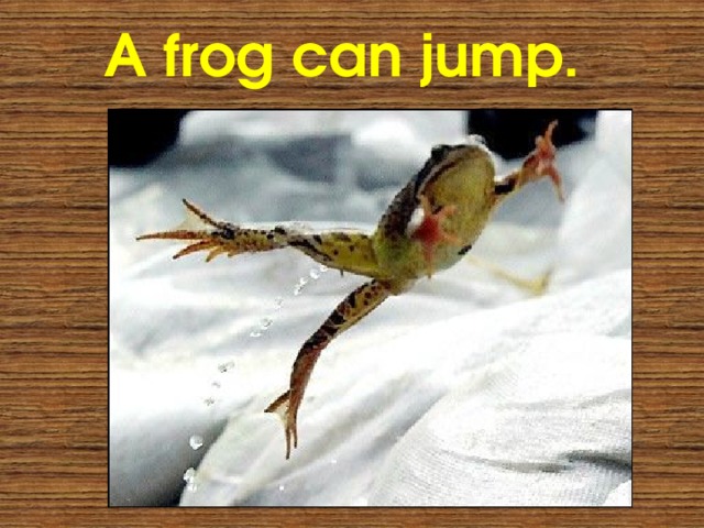A frog can jump. 