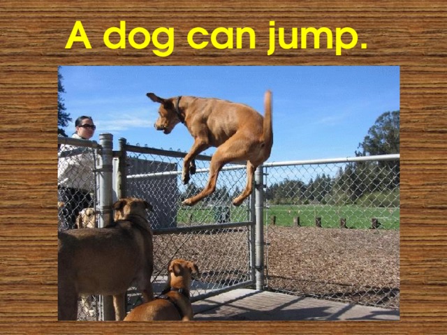 A dog can jump. 