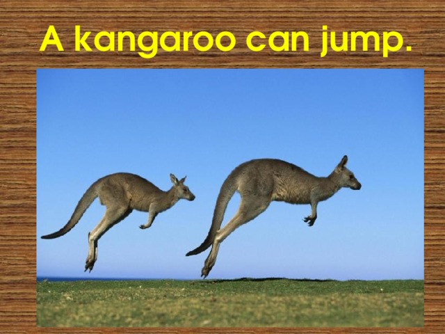 A kangaroo can jump. 
