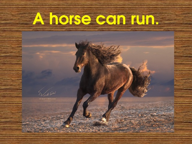 A horse can run. 