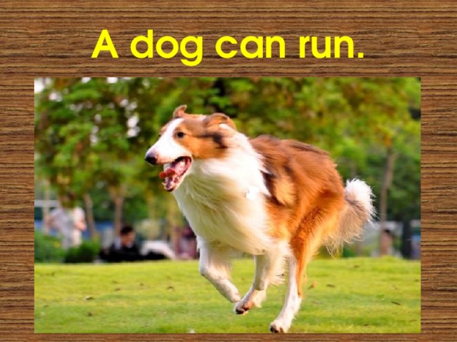 A dog can run. 