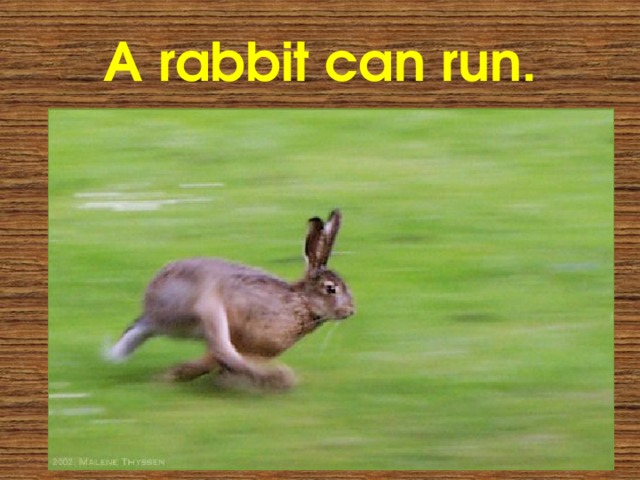 A rabbit can run. 