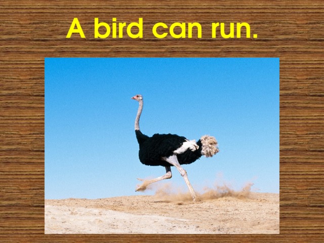 A bird can run. 