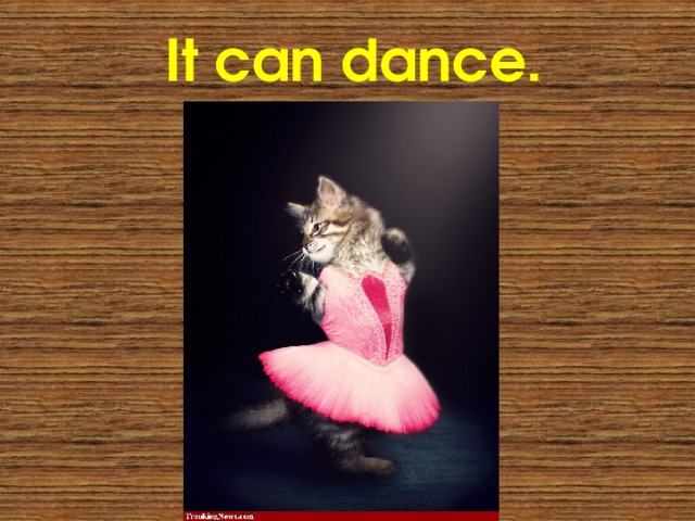 It can dance. 