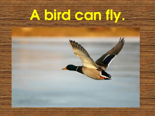 A bird can fly. 