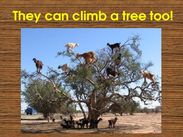 They can climb a tree too! 