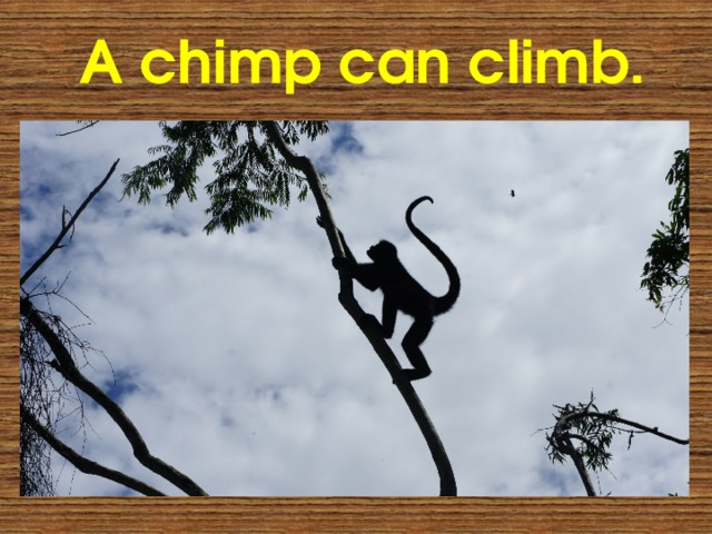 A chimp can climb. 