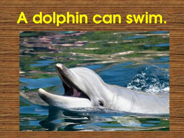 A dolphin can swim. 