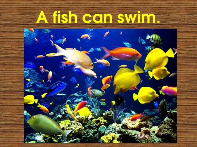 A fish can swim. 