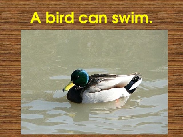 A bird can swim. 