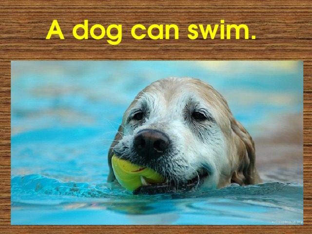 A dog can swim. 