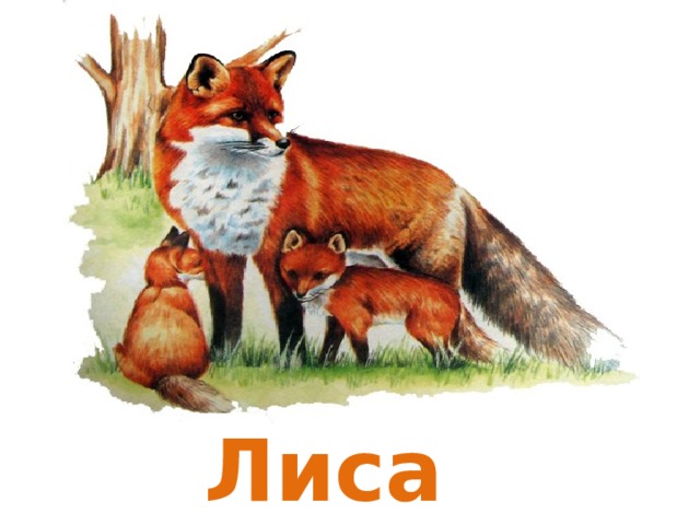 Лиса 