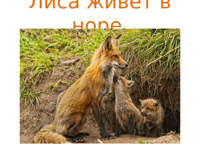 Лиса живёт в норе. 