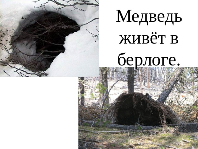 Медведь живёт в берлоге. 