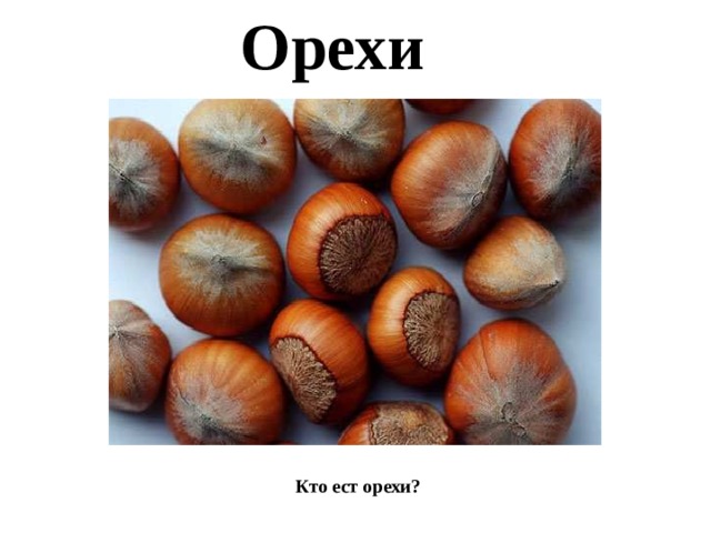 Орехи   Кто ест орехи?   
