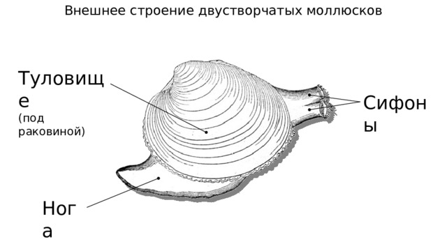 Внешнее строение двустворчатых моллюсков Туловище (под раковиной) Сифоны Нога 