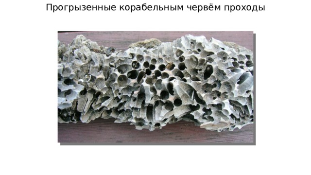 Прогрызенные корабельным червём проходы 