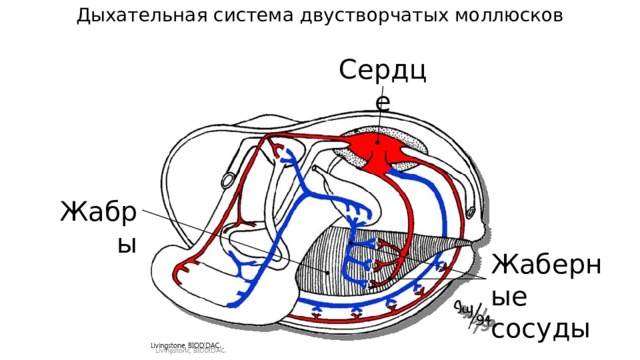 Дыхательная система двустворчатых моллюсков Сердце Жабры Жаберные сосуды 