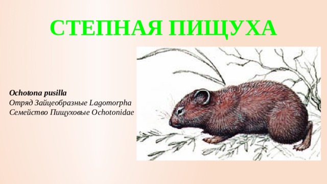 СТЕПНАЯ ПИЩУХА    Ochotona pusilla  Отряд Зайцеобразные Lagomorpha  Семейство Пищуховые Ochotonidae 