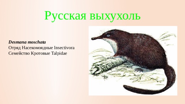 Русская выхухоль Desmana moschata   Отряд Насекомоядные Insectivora  Семейство Кротовые Talpidae     