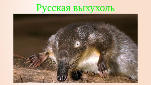 Русская выхухоль 