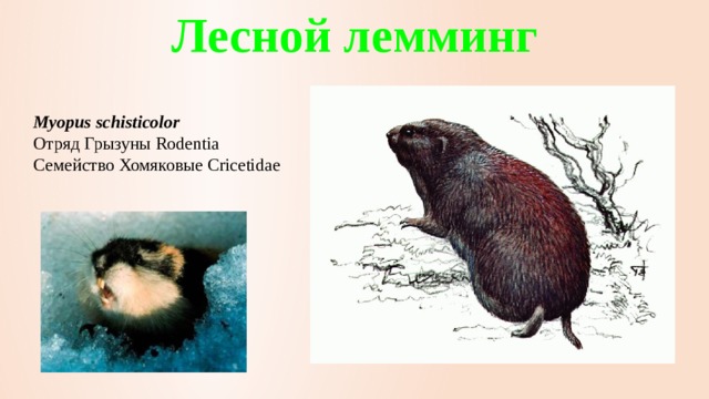 Лесной лемминг Myopus schisticolor   Отряд Грызуны Rodentia  Семейство Хомяковые Cricetidae 