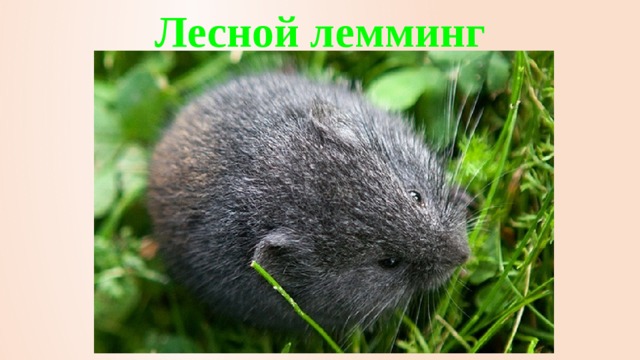 Лесной лемминг 