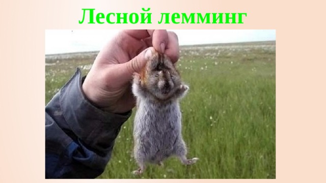 Лесной лемминг 