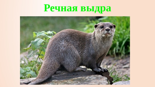 Речная выдра 
