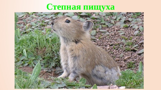 Степная пищуха 