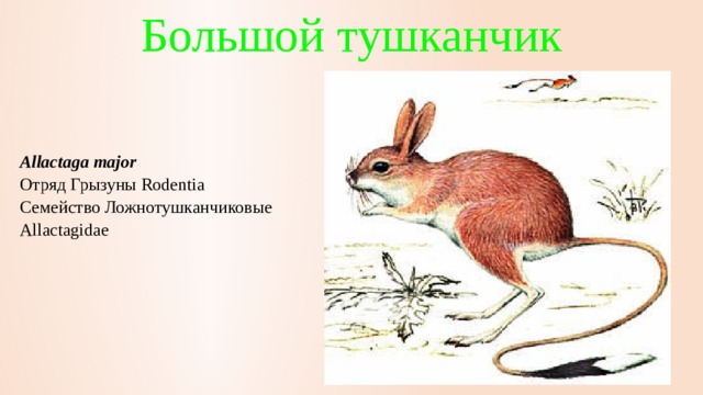 Большой тушканчик Allactaga major   Отряд Грызуны Rodentia  Семейство Ложнотушканчиковые Allactagidae     