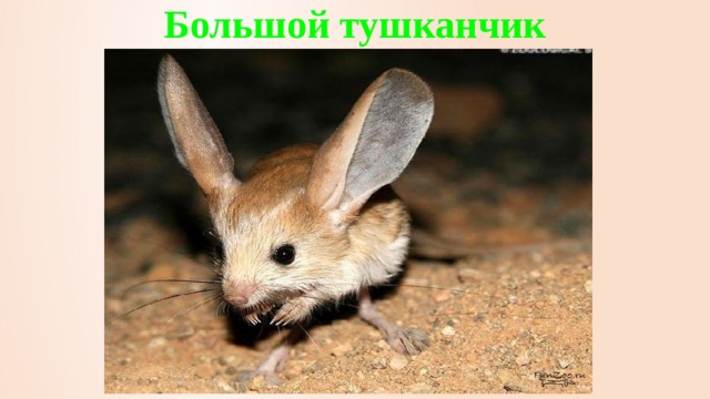 Большой тушканчик 
