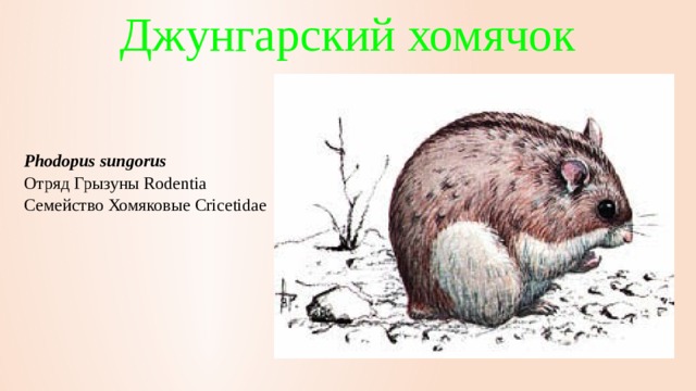 Джунгарский хомячок Phodopus sungorus   Отряд Грызуны Rodentia  Семейство Хомяковые Cricetidae     