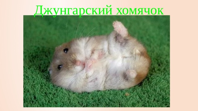 Джунгарский хомячок 