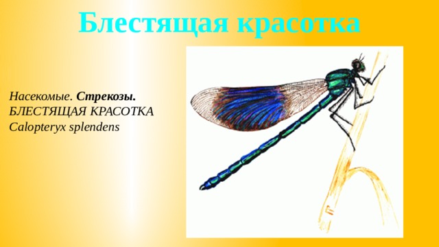 Блестящая красотка Насекомые. Стрекозы. БЛЕСТЯЩАЯ КРАСОТКА Calopteryx splendens 