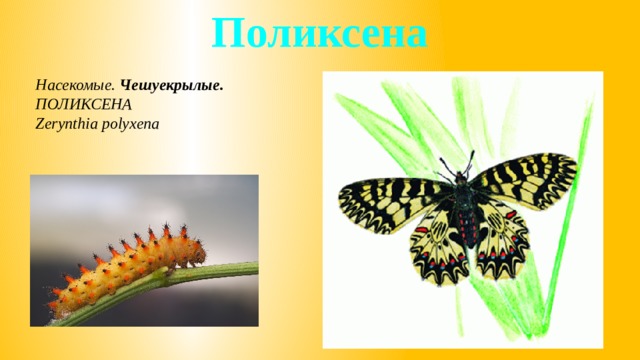 Поликсена Насекомые. Чешуекрылые. ПОЛИКСЕНА Zerynthia polyxena 