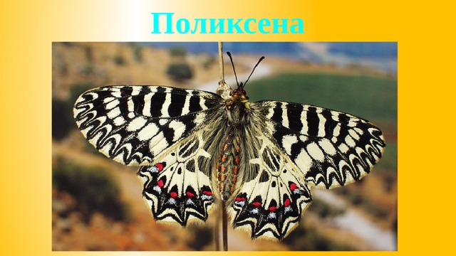 Поликсена 