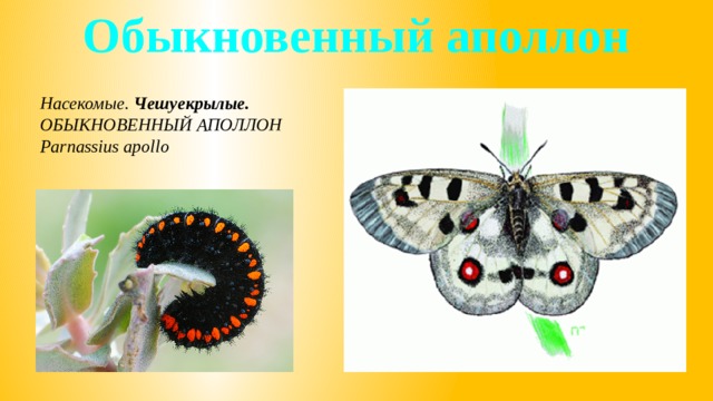 Обыкновенный аполлон Насекомые. Чешуекрылые. ОБЫКНОВЕННЫЙ АПОЛЛОН Parnassius apollo 