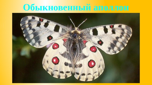 Обыкновенный аполлон 