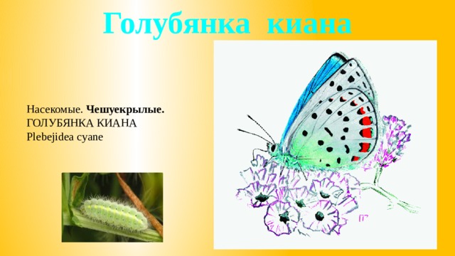 Голубянка киана Насекомые. Чешуекрылые. ГОЛУБЯНКА КИАНА Plebejidea cyane 