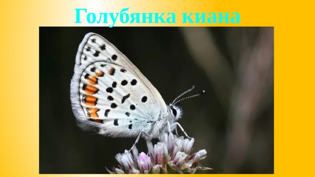 Голубянка киана 