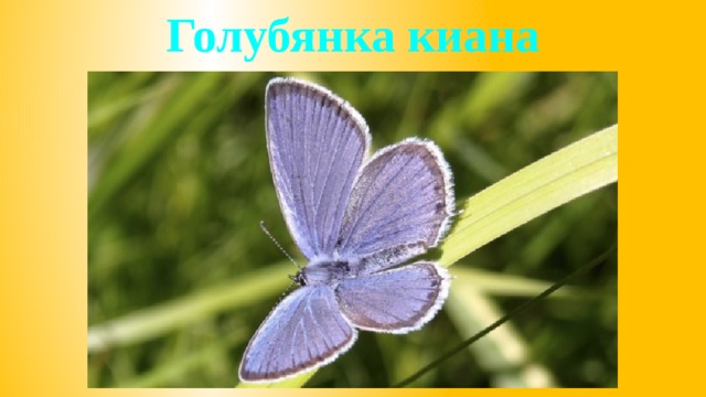 Голубянка киана 